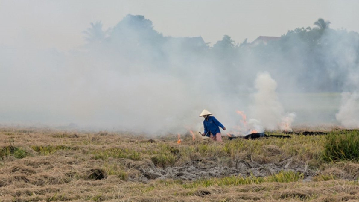 A farmer burns crop residue in a harvested agricultural field as thick smoke rises into the air.