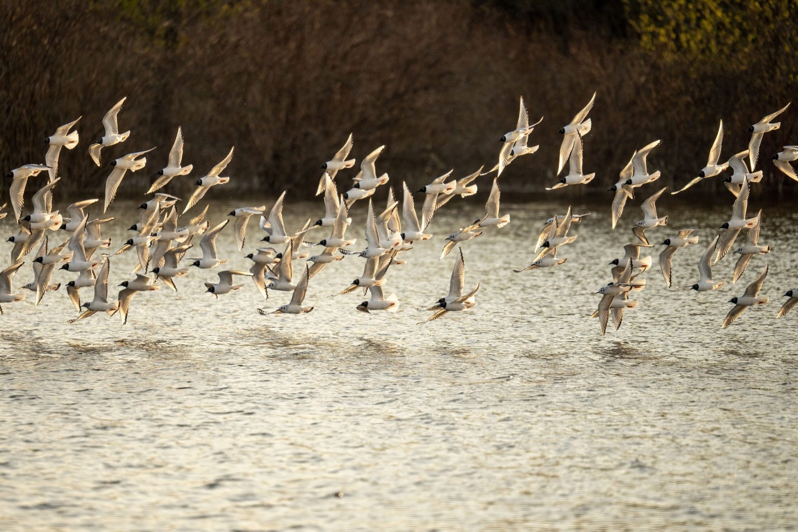 bengal floricon
bird conservation
