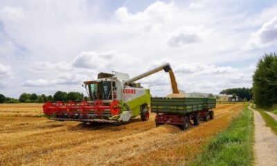 Wheat harvest being collected by a combine harvester in a European field