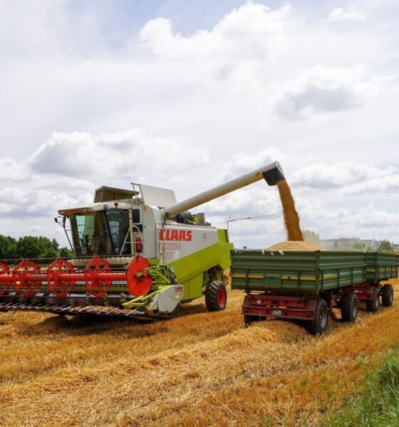 Wheat harvest being collected by a combine harvester in a European field