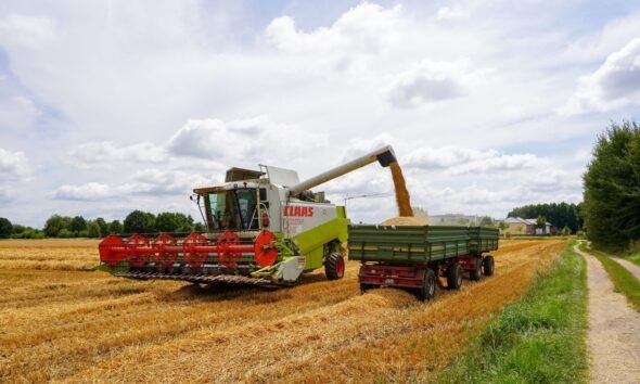 Wheat harvest being collected by a combine harvester in a European field