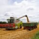 Wheat harvest being collected by a combine harvester in a European field