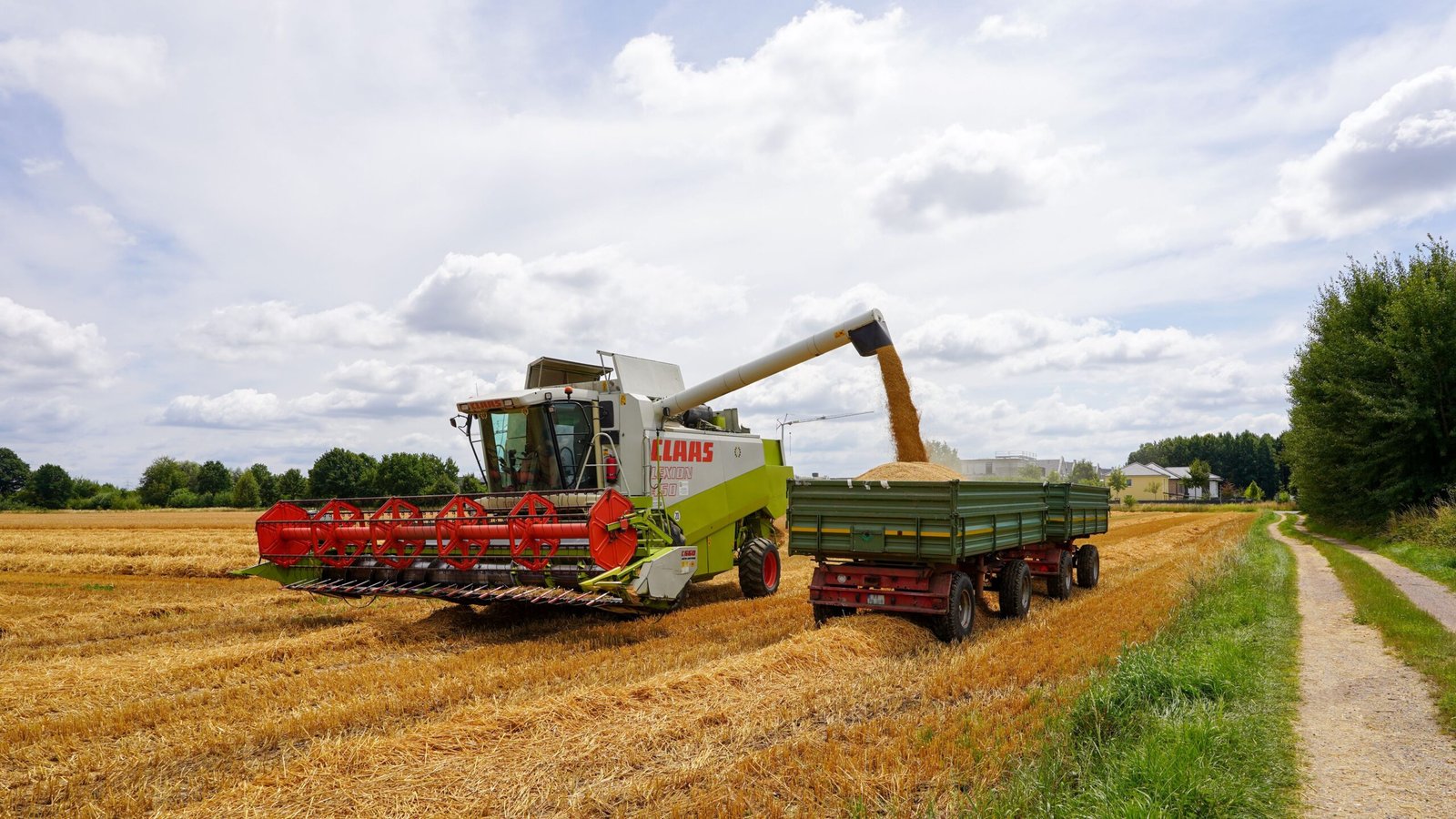 Wheat harvest being collected by a combine harvester in a European field